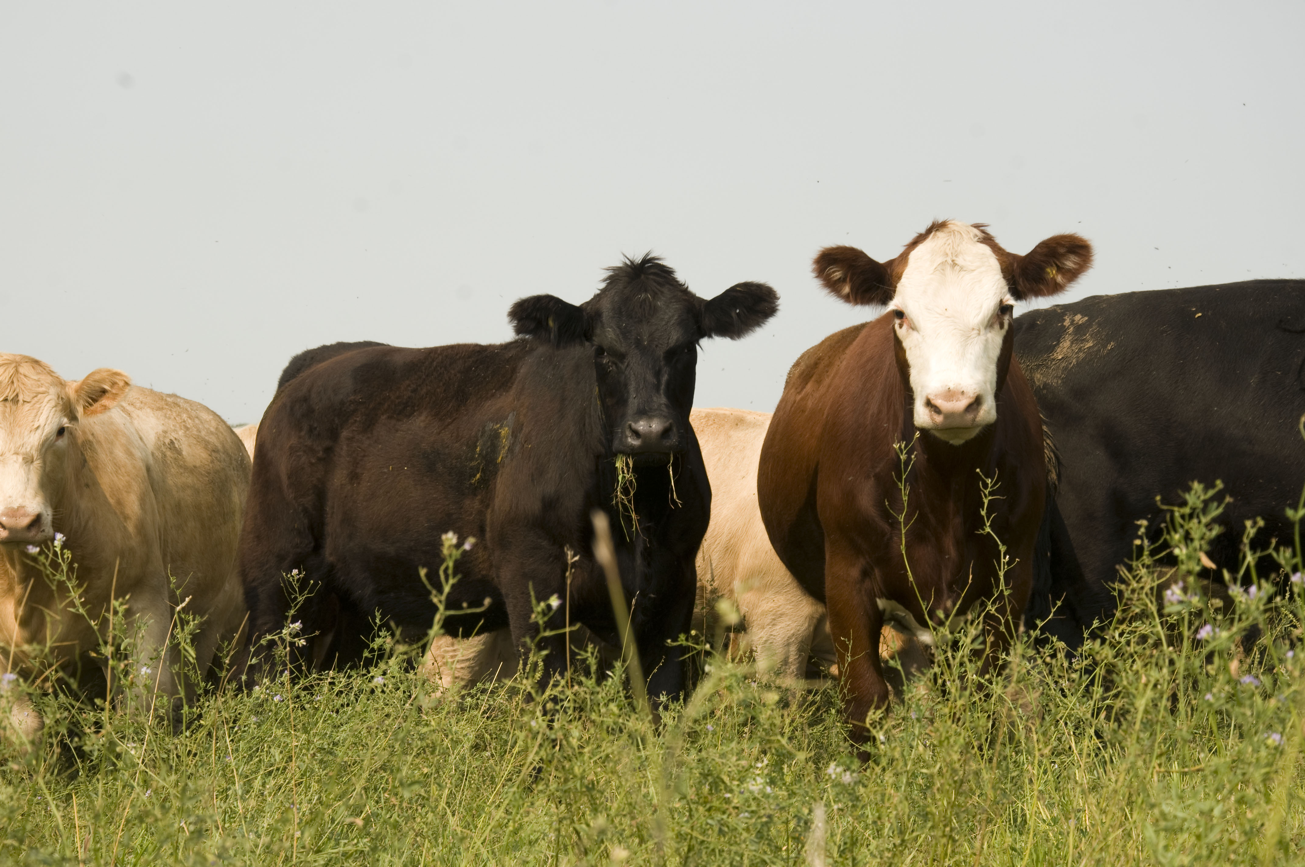 Cattle at Prairie Livestock
